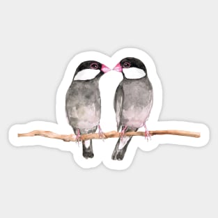 Two kissing Java sparrows Sticker